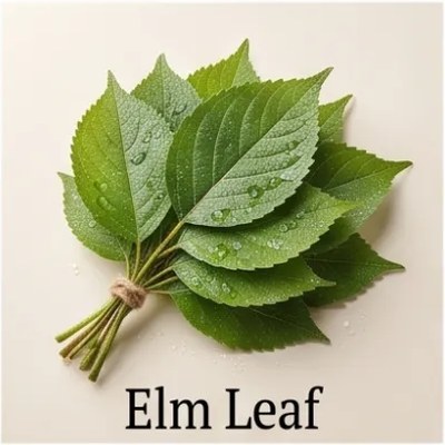 Elm Leaf