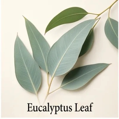 Eucalyptus Leaf