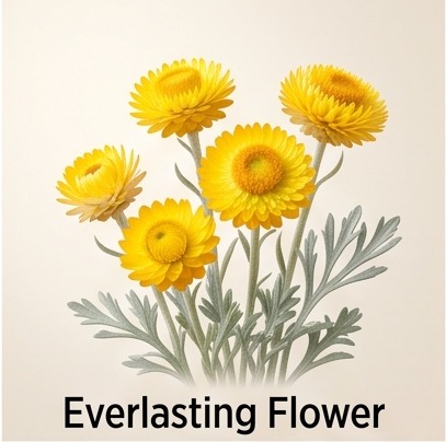 Everlasting Flower