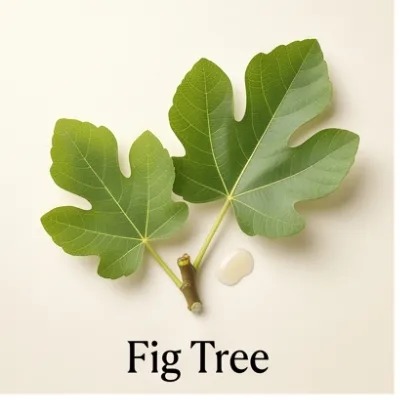 Fig Tree