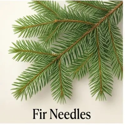 Fir Needles