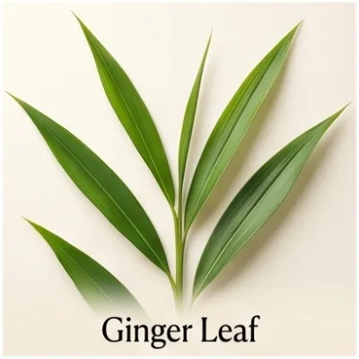 Ginger Leaf