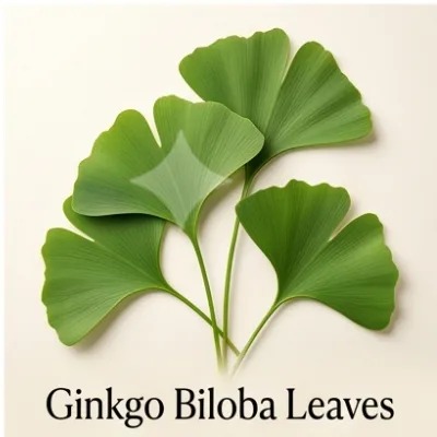 Ginkgo Biloba Leaves