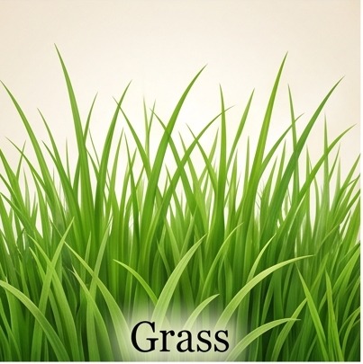Grass