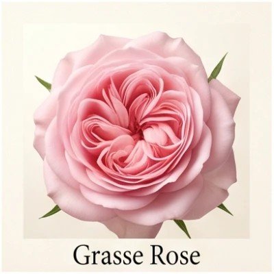 Grasse Rose