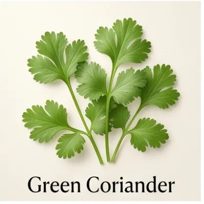 Green Coriander