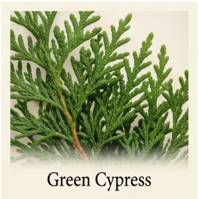 Green Cypress
