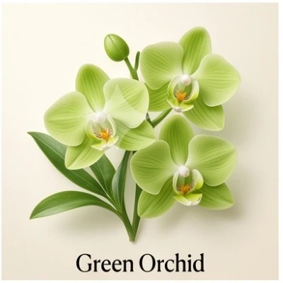 Green Orchid