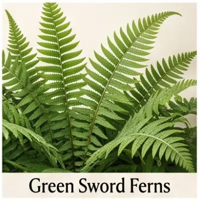 Green Sword Ferns