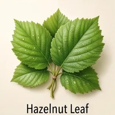 Hazelnut Leaf