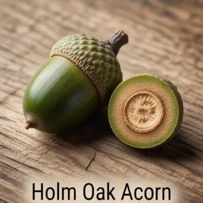 Holm Oak Acorn