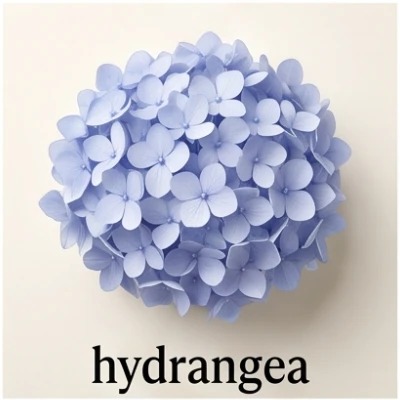 Hydrangea