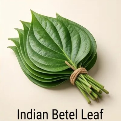 Indian Betel Leaf