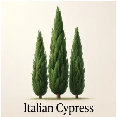 Italian Cypress
