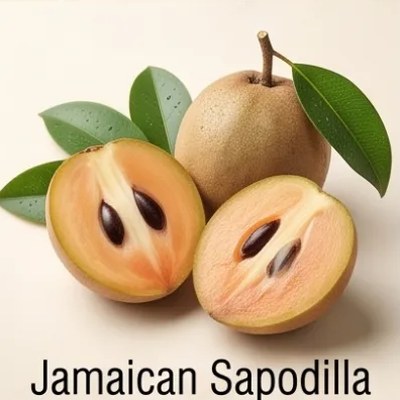 Jamaican Sapodilla