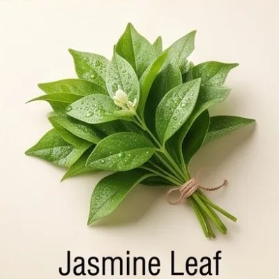 Jasmine Leaf