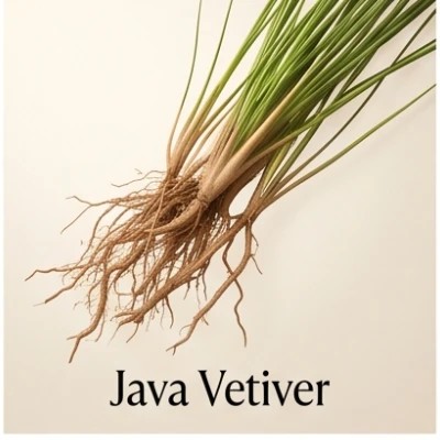 Java Vetiver
