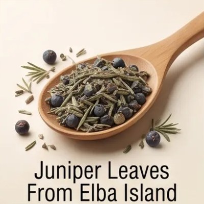 Juniper Leaves From Elba Island