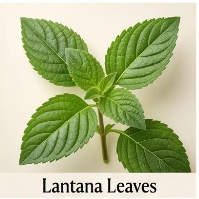 Lantana Leaves