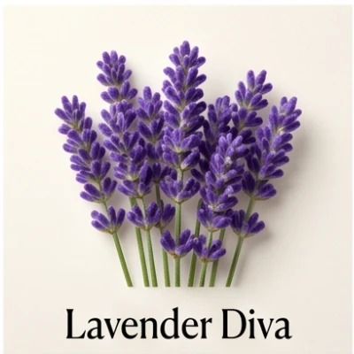 Lavender Diva