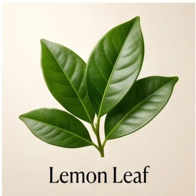 Lemon Leaf