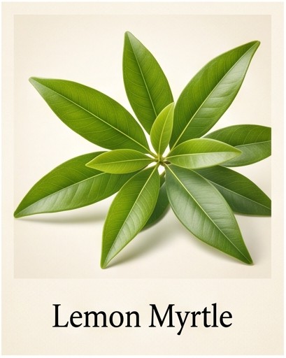 Lemon Myrtle