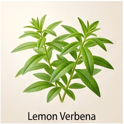 Lemon Verbena