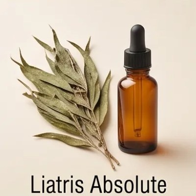 Liatris Absolute
