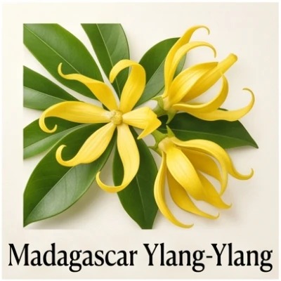 Madagascar Ylang Ylang