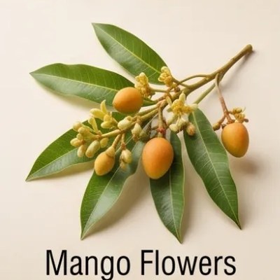 Mango Flowers