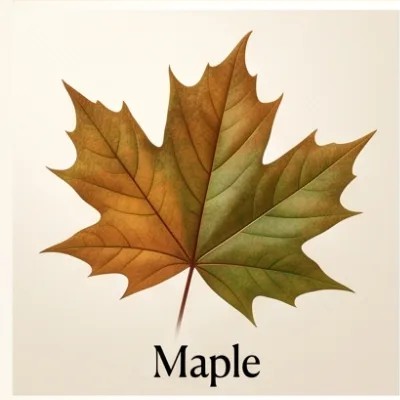 Maple