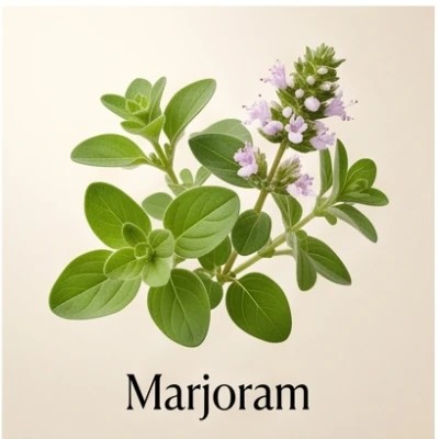 Marjoram