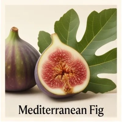 Mediterranean Fig