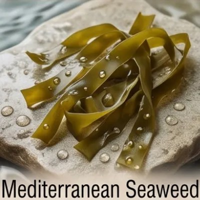 Mediterranean Seaweed