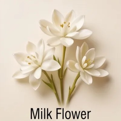 Milk Flower