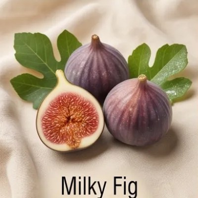 Milky Fig