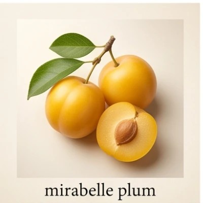 mirabelle plum
