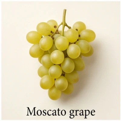 Moscato Grape
