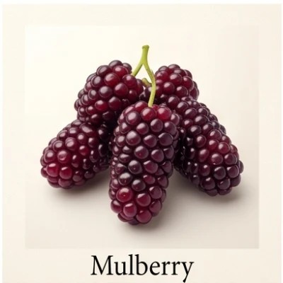 Mulberry