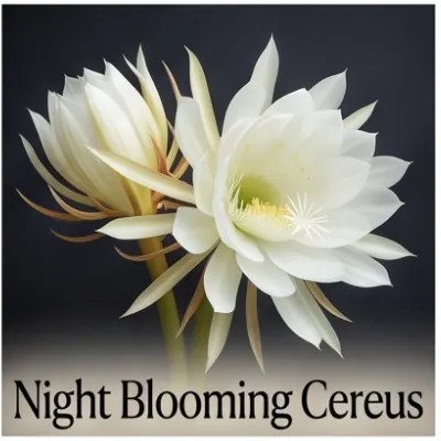 Night Blooming Cereus