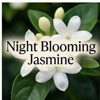 Night-Blooming Jasmine