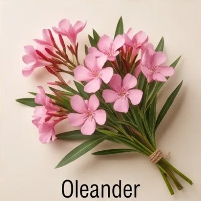 Oleander
