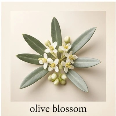olive blossom