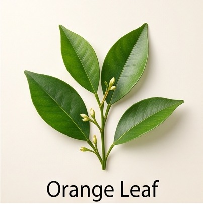 Orange Leaf