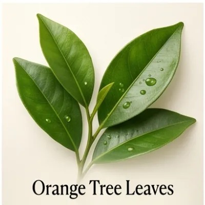 Orange Tree Leaves