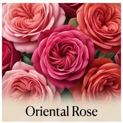 Oriental Rose