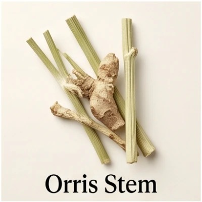 Orris Stem