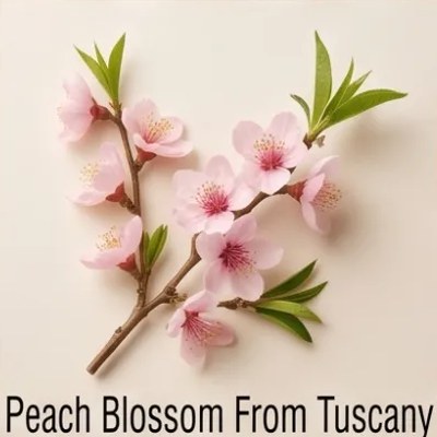 Peach Blossom From Tuscany