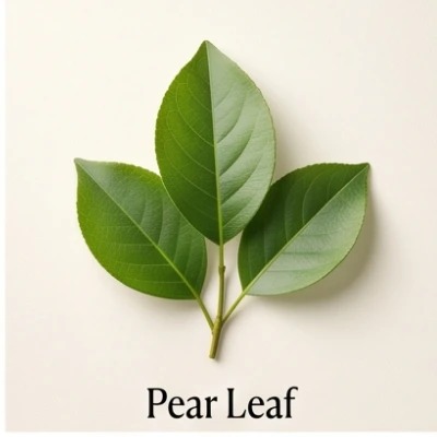 Pear Leaf