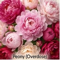 Peony (overdose)
